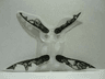 Minifigure Wings Insect Extended with Neck Holes with SW Geonosian Zombie Pattern
