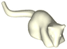 Rat / Mouse