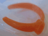 Scala, Clothes Hairband with Stud