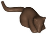 Rat / Mouse