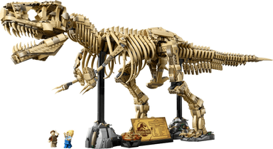 Dinosaur Fossils: Tyrannosaurus rex